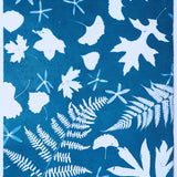 Original Cyanotype on Paper 15 x 22"