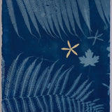 Original Cyanotype on Paper 15 x 22"
