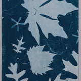 Original Cyanotype on Paper 11x30"