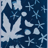 Original Cyanotype on Paper 11x30"
