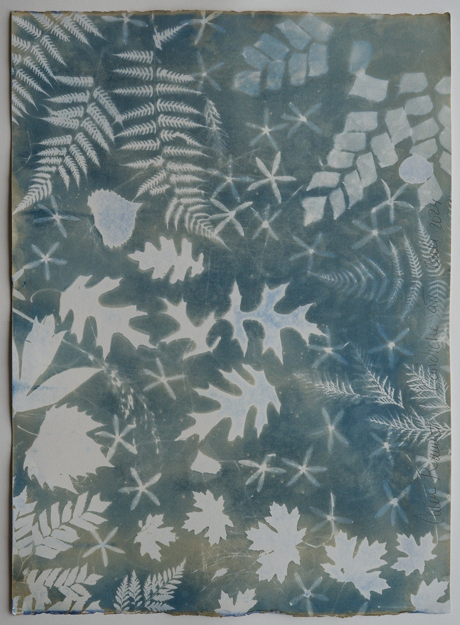 Original Cyanotype on Paper 22 x 30"