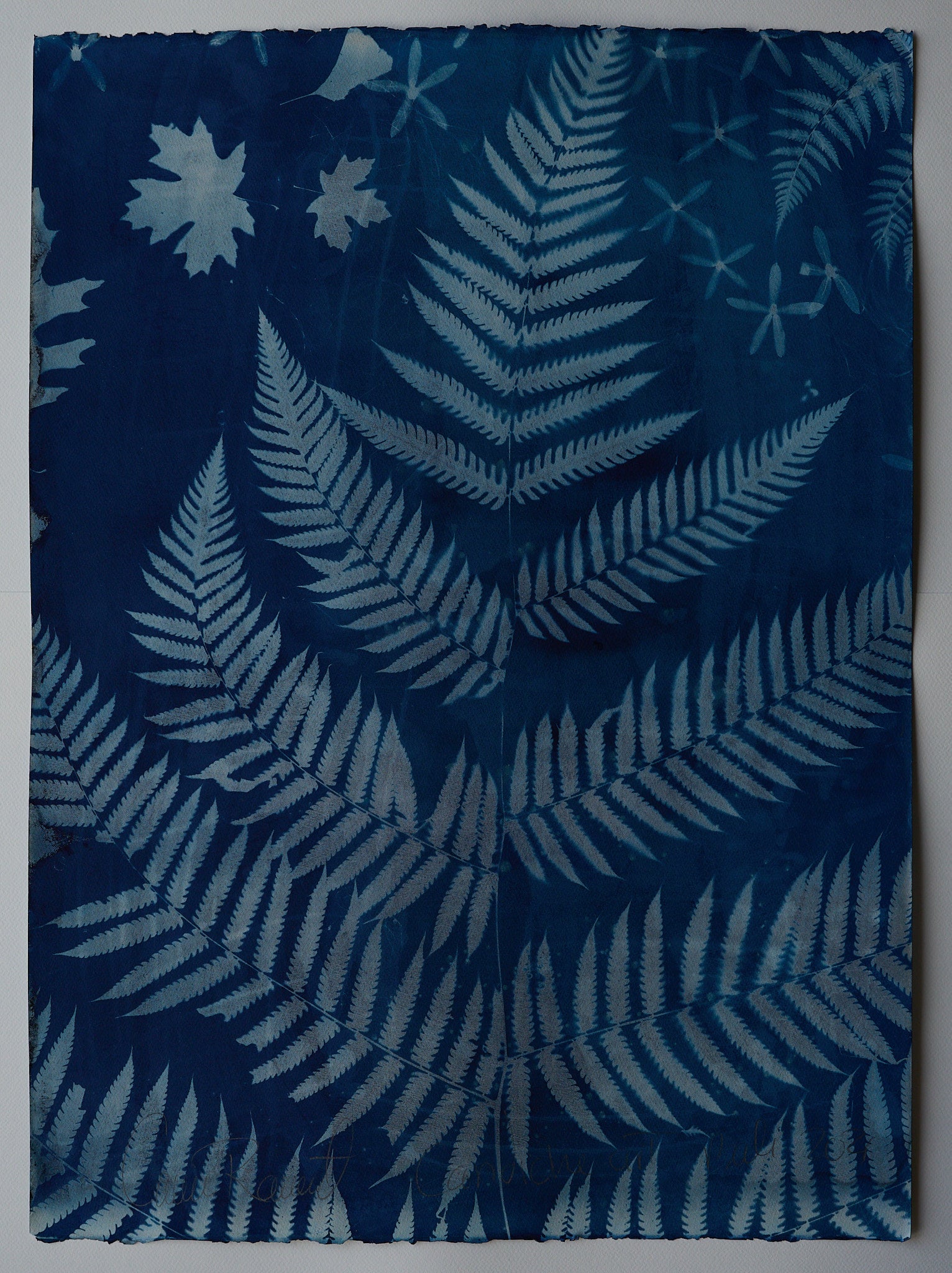 Original Cyanotype on Paper 22 x 30"