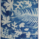 Original Cyanotype on Paper 22 x 30"