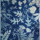 Original Cyanotype on Paper 22 x 30"