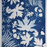 Original Cyanotype on Paper 22 x 30"